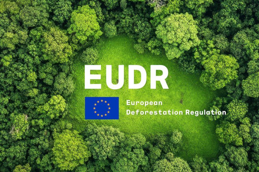 EUDR-Ready Timber Sourcing: What EU Buyers Should Ask Their Suppliers
